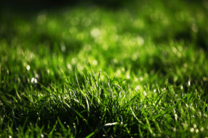 Drain Field Repair Orlando