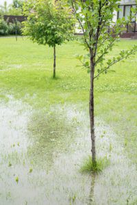 Windermere septic drain field repair